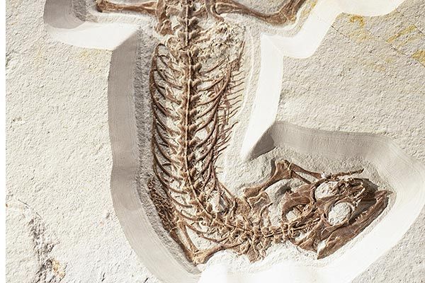 Camping Argelès-sur-Mer Ciela Village Les Marsouins Musée de Tautavel