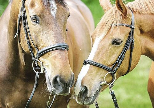 Camping Argelès-sur-Mer Ciela Village Les Marsouins Kentucky Ranch