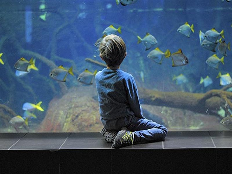 Camping Argelès-sur-Mer Ciela Village Les Marsouins Aquarium Oniria