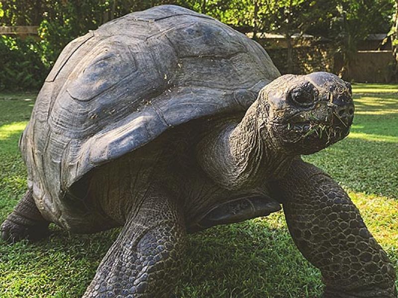 Camping Argelès-sur-Mer Ciela Village Les Marsouins Vallée des Tortues