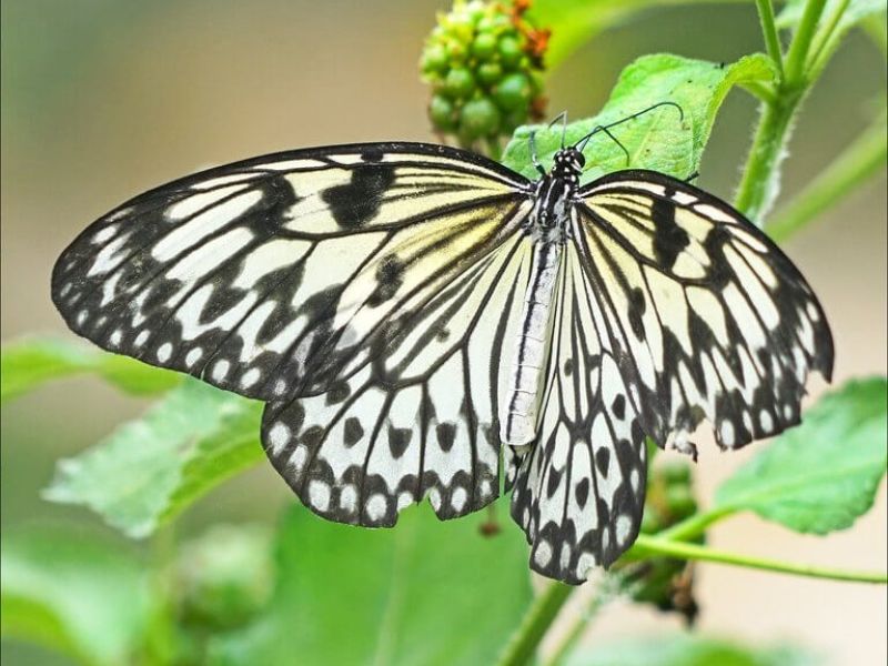 Camping Argeles-sur-Mer Ciela Village Tropique du Papillon Elne