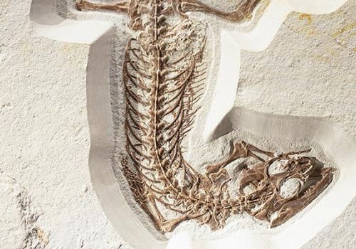 Camping Argelès-sur-Mer Ciela Village Les Marsouins Musée de Tautavel