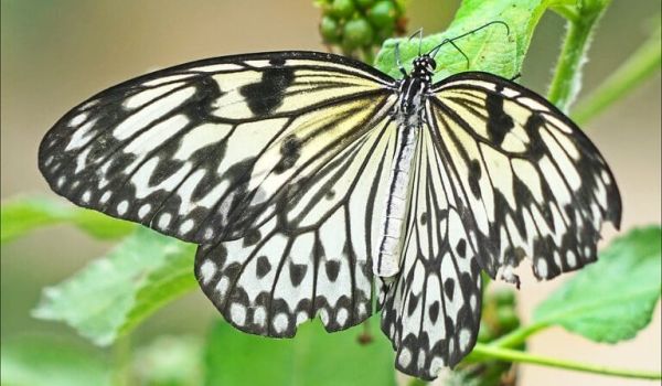 Camping Argeles-sur-Mer Ciela Village Tropique du Papillon Elne