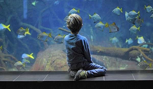 Camping Argelès-sur-Mer Ciela Village Les Marsouins Aquarium Oniria