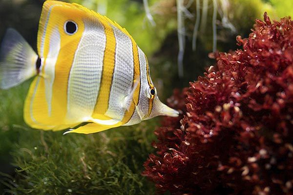 Camping Argelès-sur-Mer Ciela Village Les Marsouins Biodiversarium Banyuls-sur-Mer