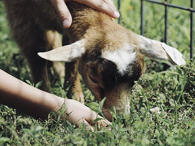 Camping Argelès-sur-Mer Ciela Village Les Marsouins Ferme de Saint-André