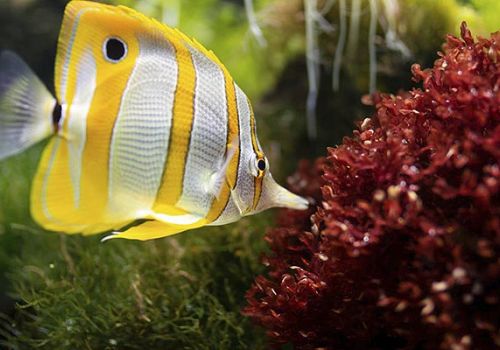 Camping Argelès-sur-Mer Ciela Village Les Marsouins Biodiversarium Banyuls-sur-Mer