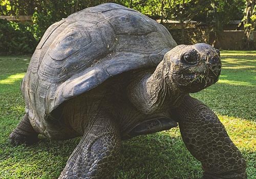 Camping Argelès-sur-Mer Ciela Village Les Marsouins Vallée des Tortues
