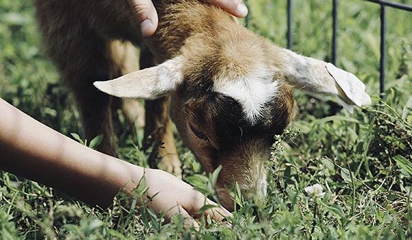 Camping Argelès-sur-Mer Ciela Village Les Marsouins Ferme de Saint-André