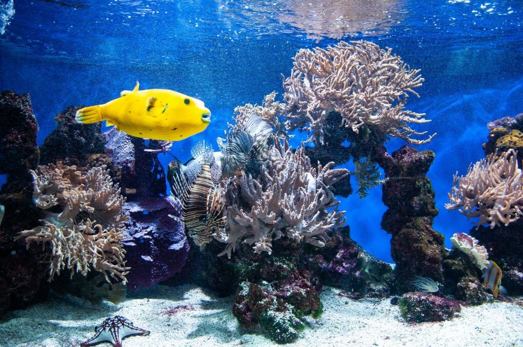 Aquarium de Canet en Roussillon Perpignan